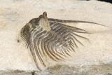 Kettneraspis Trilobite (Long Occipital Horn) - Lghaft, Morocco #126913-5